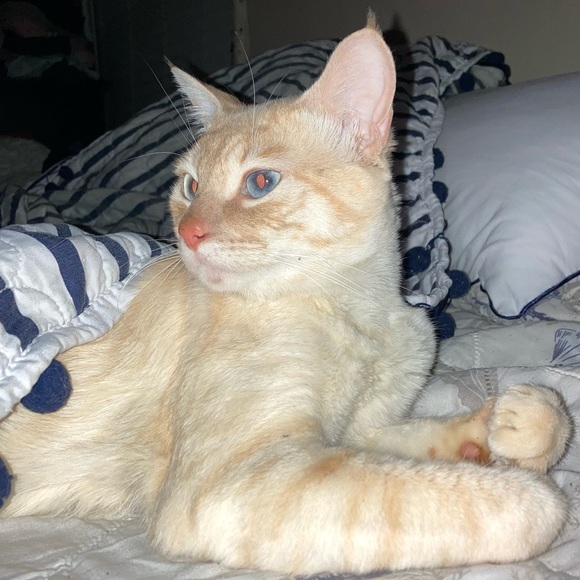 Budenn - Picture 4 of 5